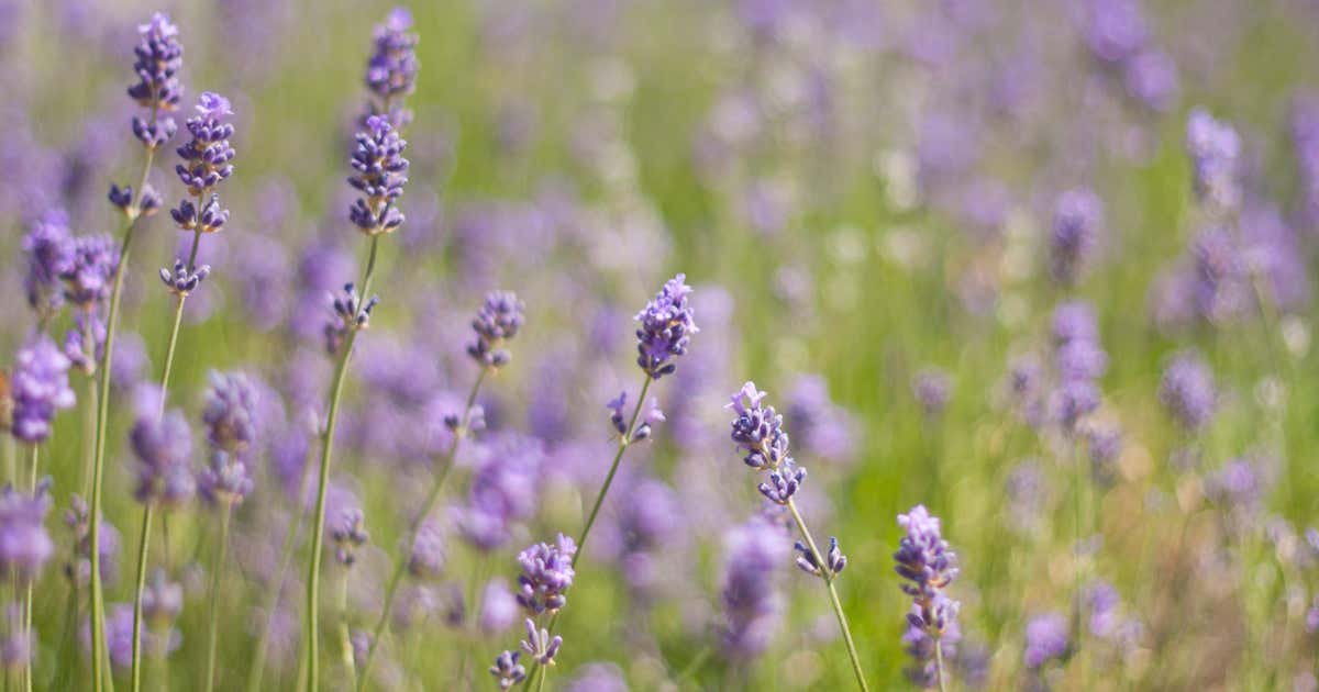 Springbrook Meadows Lavender Farm, Hillsboro Roadtrippers