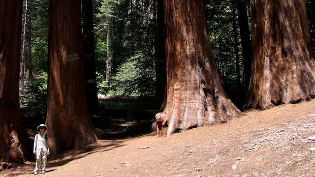 Merced grove trail top