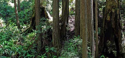 Photo of Kruse Rhododendron State Natural Reserve