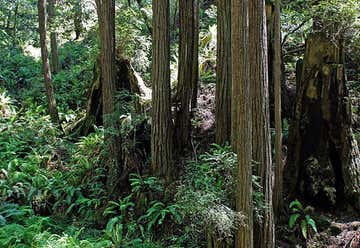 Photo of Kruse Rhododendron State Natural Reserve