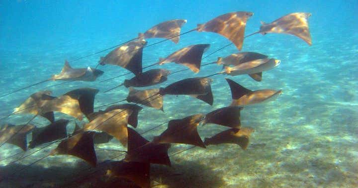 dolphin 5.0 memory card problem dolphin 5.0 memory card problem