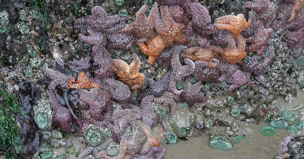 Rockaway Tide Pools, Rockaway Beach Roadtrippers