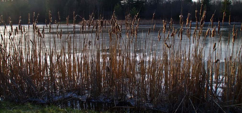Photo of Horseshoe Pond
