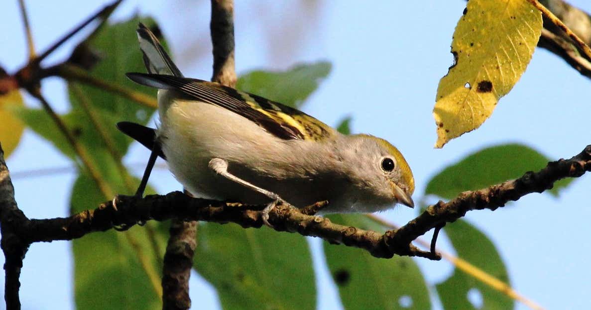 Broughton Nature & Wildlife Area, Marietta Roadtrippers