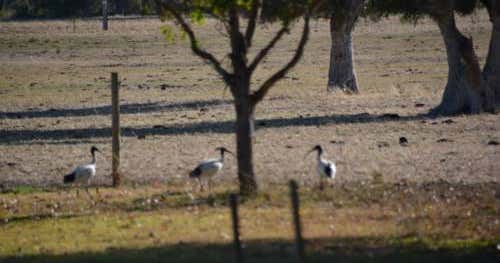 Sandy Lake Farm, Western Australia Roadtrippers