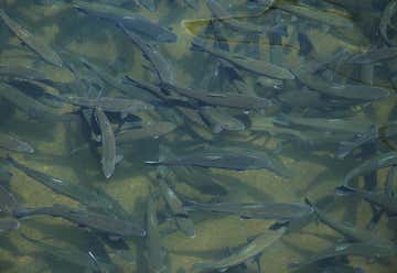Photo of Alsea Fish Hatchery