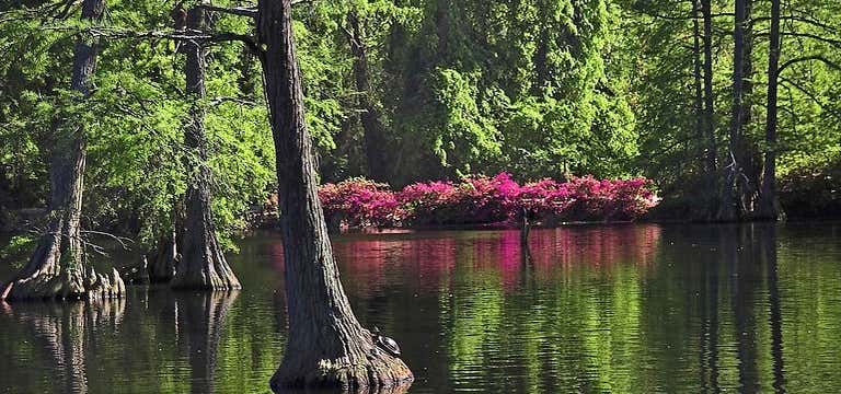 Photo of Swan Lake Iris Gardens