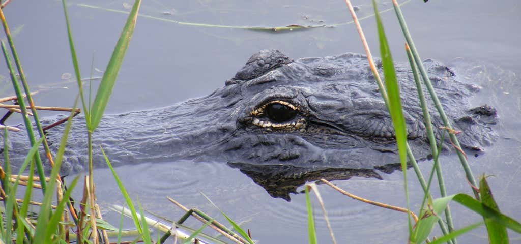 Photo of Everglades Day Safari