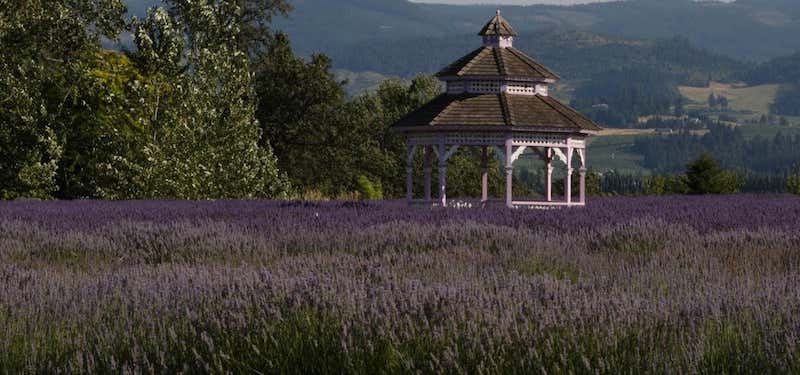Photo of Lavender Valley
