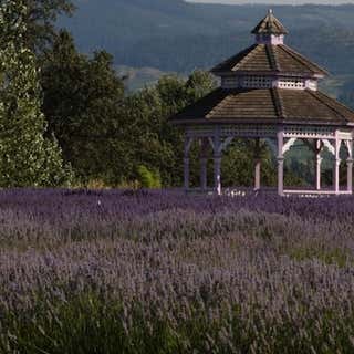 Lavender Valley
