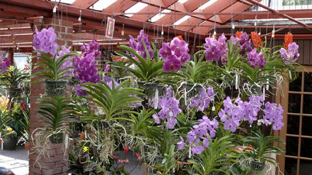 Rf Orchids Homestead Fl Roadtrippers