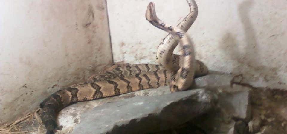 Photo of Snake World