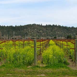 Adastra Vineyards