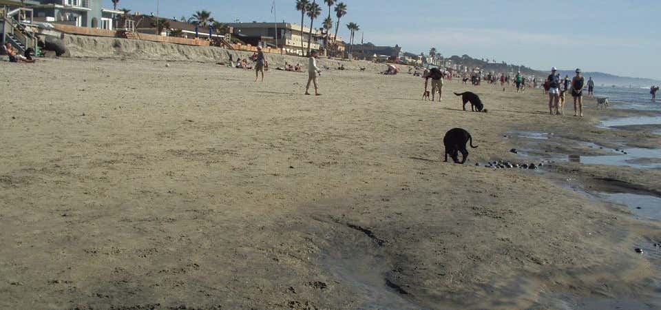 Photo of Dog Beach Del Mar