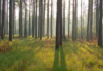 Photo of Green Swamp Preserve