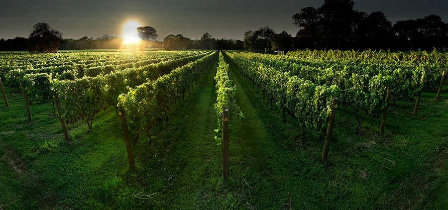 Photo of Old Field Vineyard