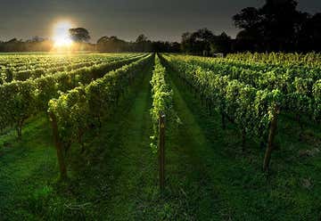 Photo of The Old Field Vineyards