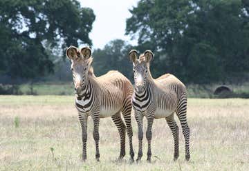 Photo of Franklin Drive-Thru Safari