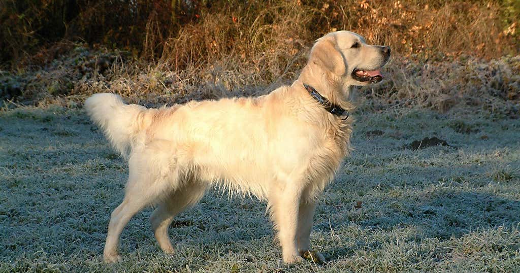 Riverside Dog Park, Fayetteville Roadtrippers
