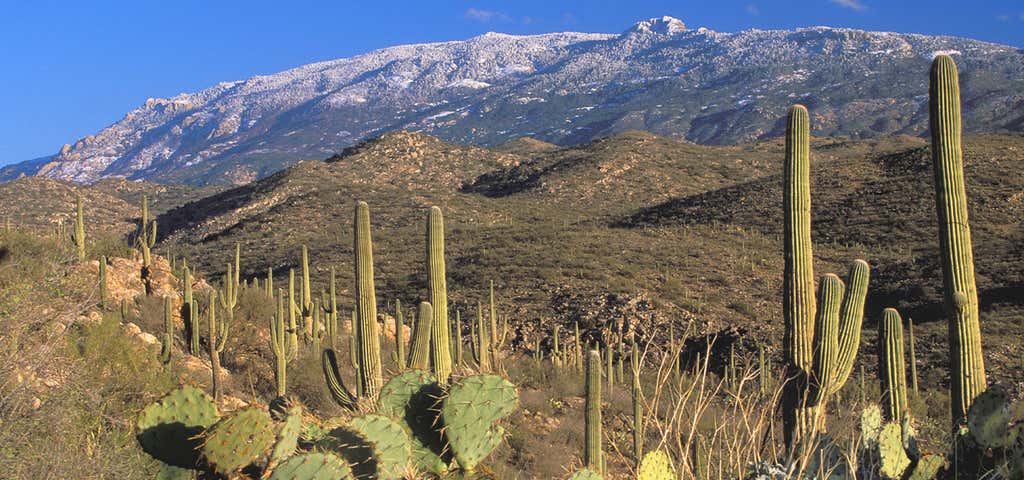 Photo of Saguaro National Park - Rincon Mountain District