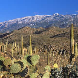 Saguaro National Park - Rincon Mountain District