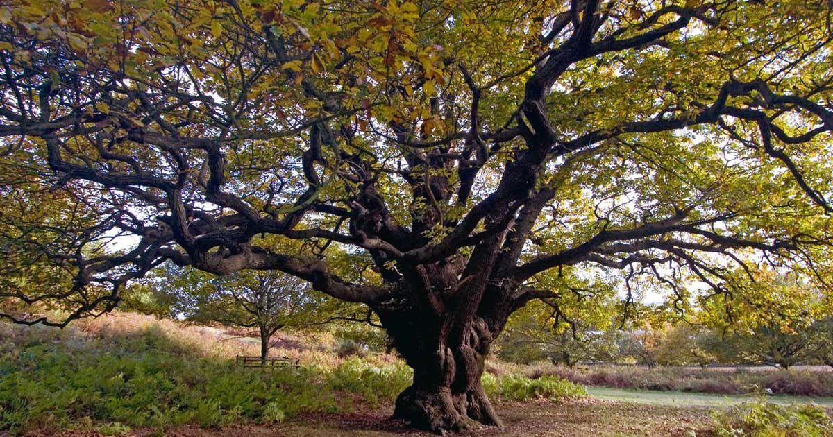 Mystical Old Oak Tree, Manitoba Roadtrippers