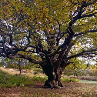 Mystical Old Oak Tree