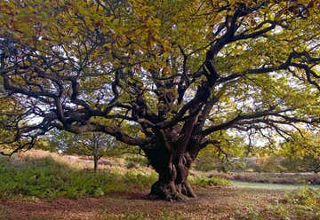 Photo of Mystical Old Oak Tree