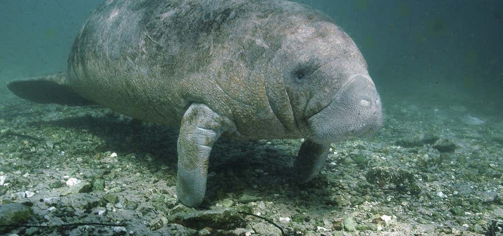 Photo of Manatee Guides