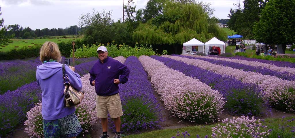 Photo of olympic lavender farm