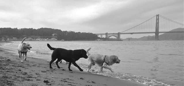 Photo of San Francisco Professional Dogwalkers Association (Prodog)