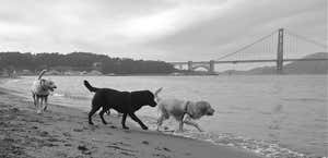San Francisco Professional Dogwalkers Association (Prodog)