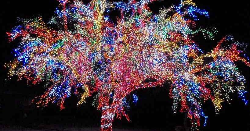 The Magic Tree, Columbia | Roadtrippers