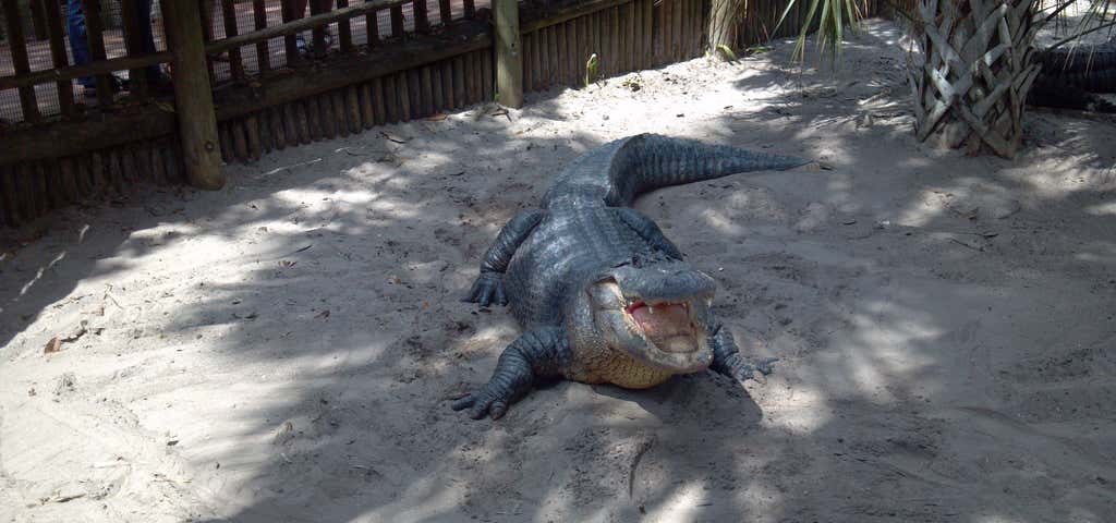 Photo of Alligator Adventure