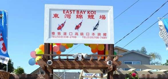Photo of East Bay Koi