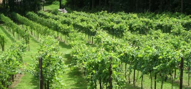 Photo of Clearview Vineyard And Winery
