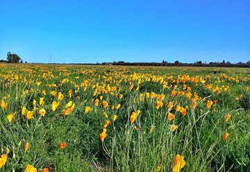 Photo of Uc Davis Putah Creek Riparian Reserve