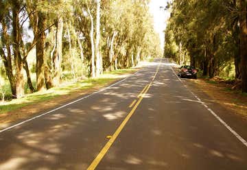 Photo of Kohala Mountain Road