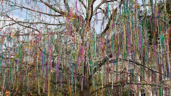 The bead trees are in full bloom along the Avenue! : r/NewOrleans