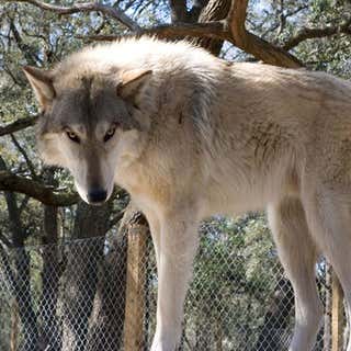 Big Oak Wolf Sanctuary