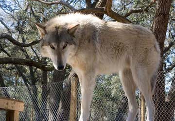 Photo of Big Oak Wolf Sanctuary