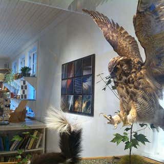 Dorr Museum Of Natural History