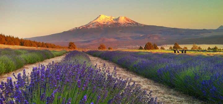 Photo of Mt. Shasta Lavender Farms