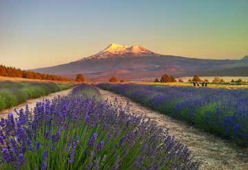 Photo of Mt. Shasta Lavender Farms