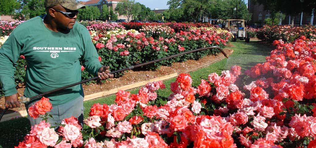 Photo of All-American Rose Garden Univ. of Southern Miss.
