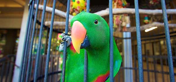 Photo of Parrot Nest
