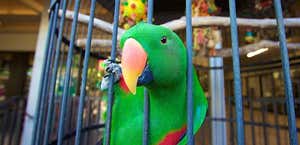 Parrot Nest