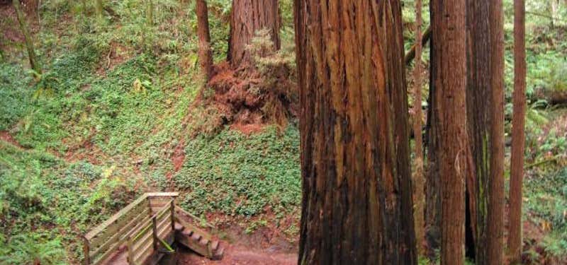Photo of The Forest Of Nisene Marks State Park