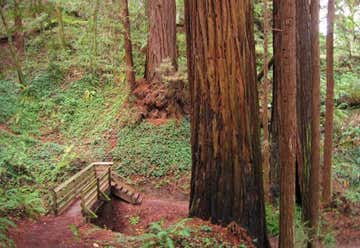 Photo of The Forest Of Nisene Marks State Park