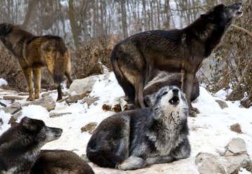 Photo of Wolf Sanctuary of PA